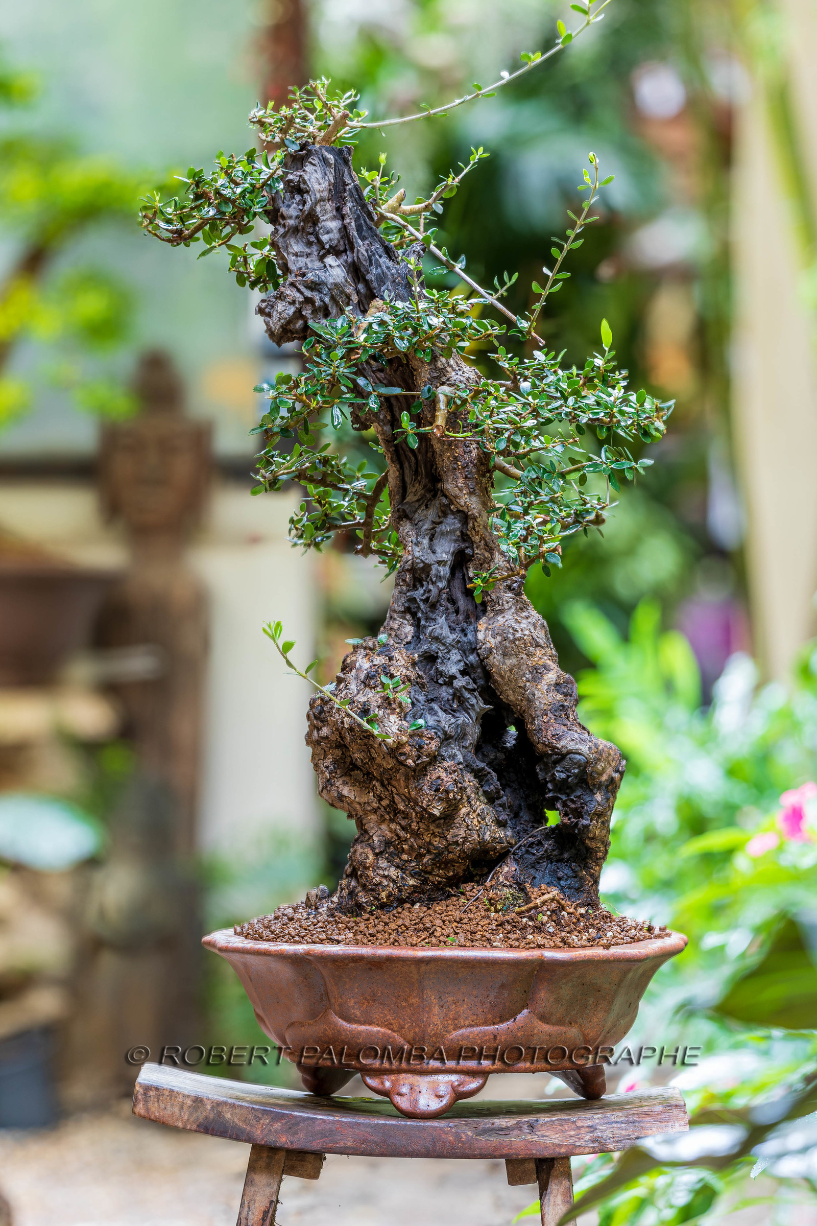 Bonsai Center