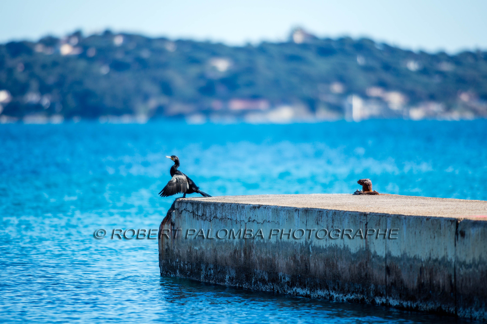 Cormoran, Phalacrocoracidae