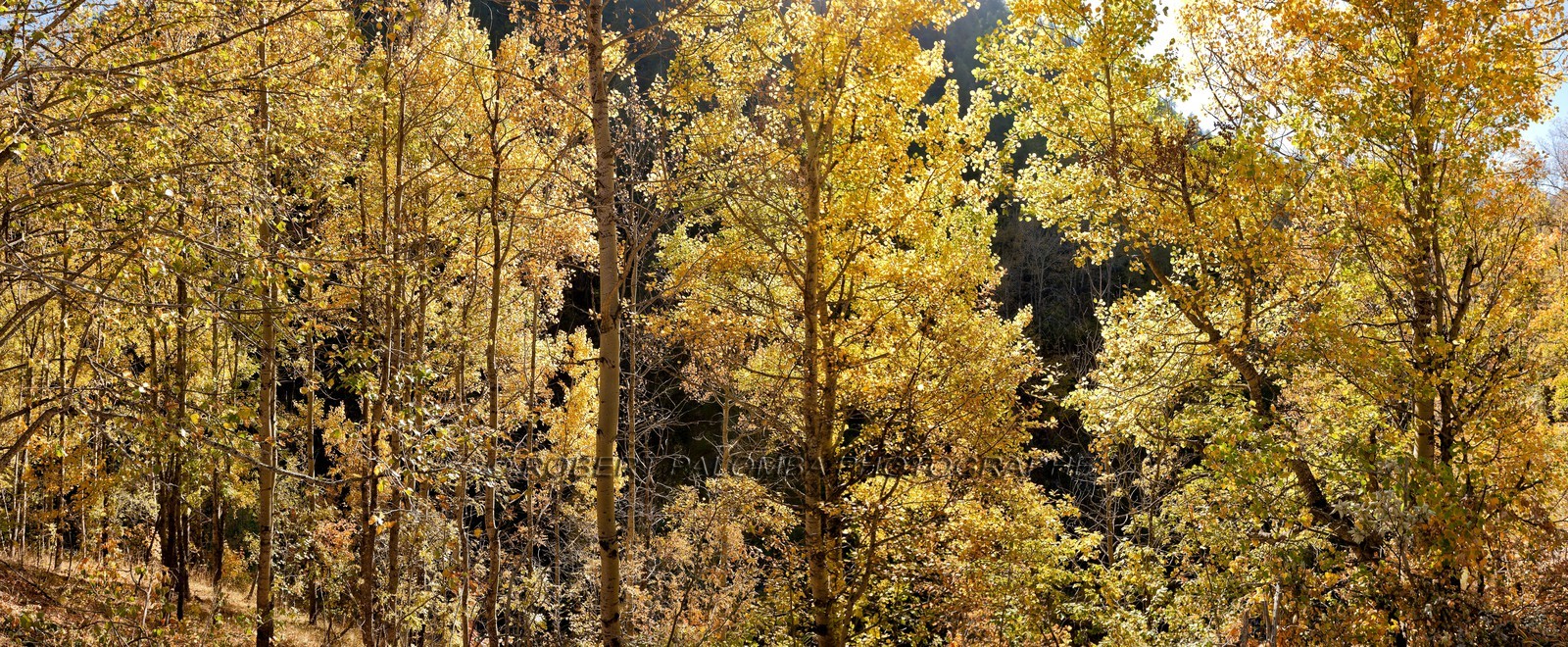 Saint-Dalmas-le-Selvage