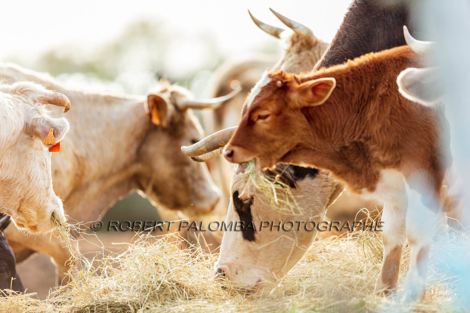 Faune corse
