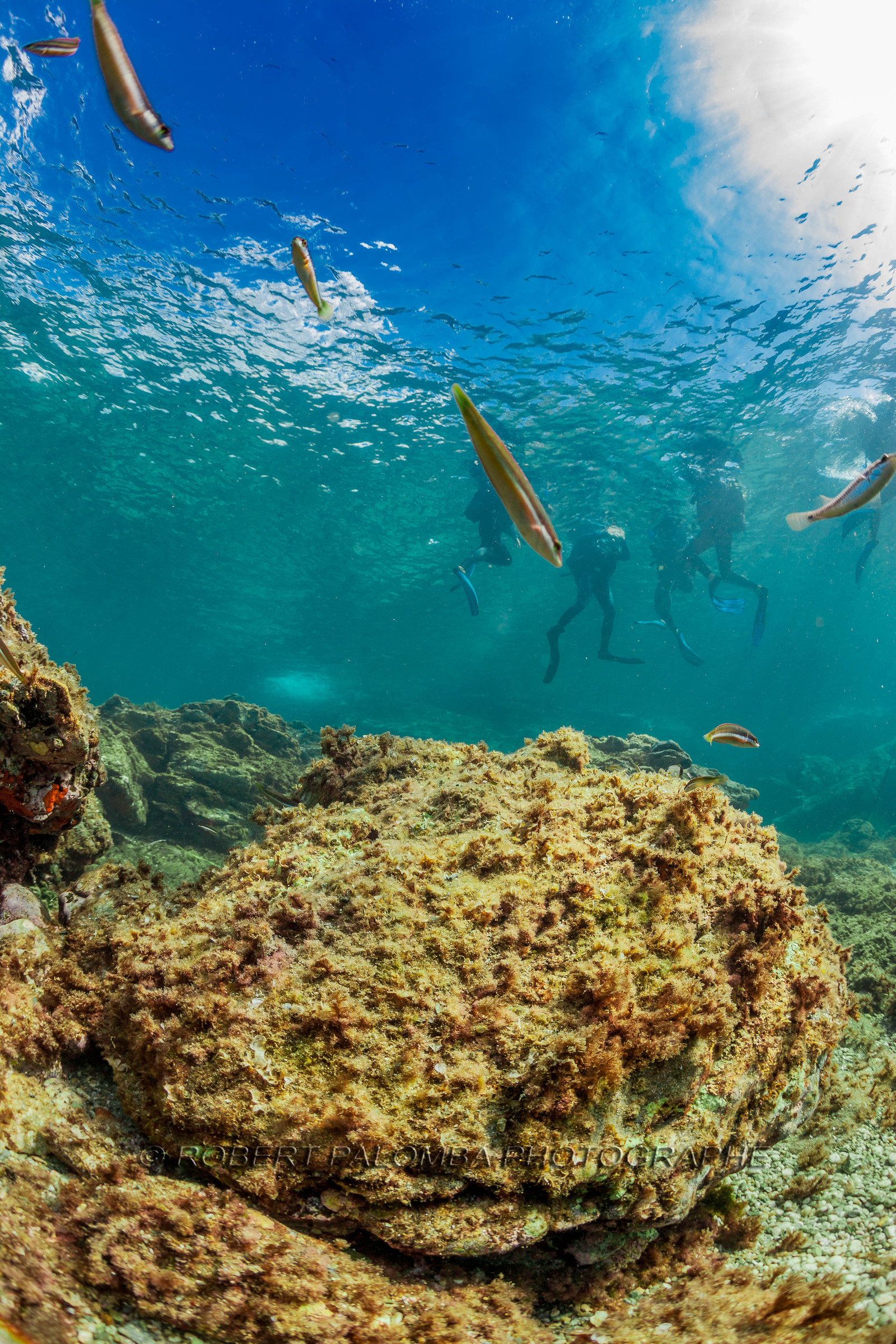 Plongée sous-marine