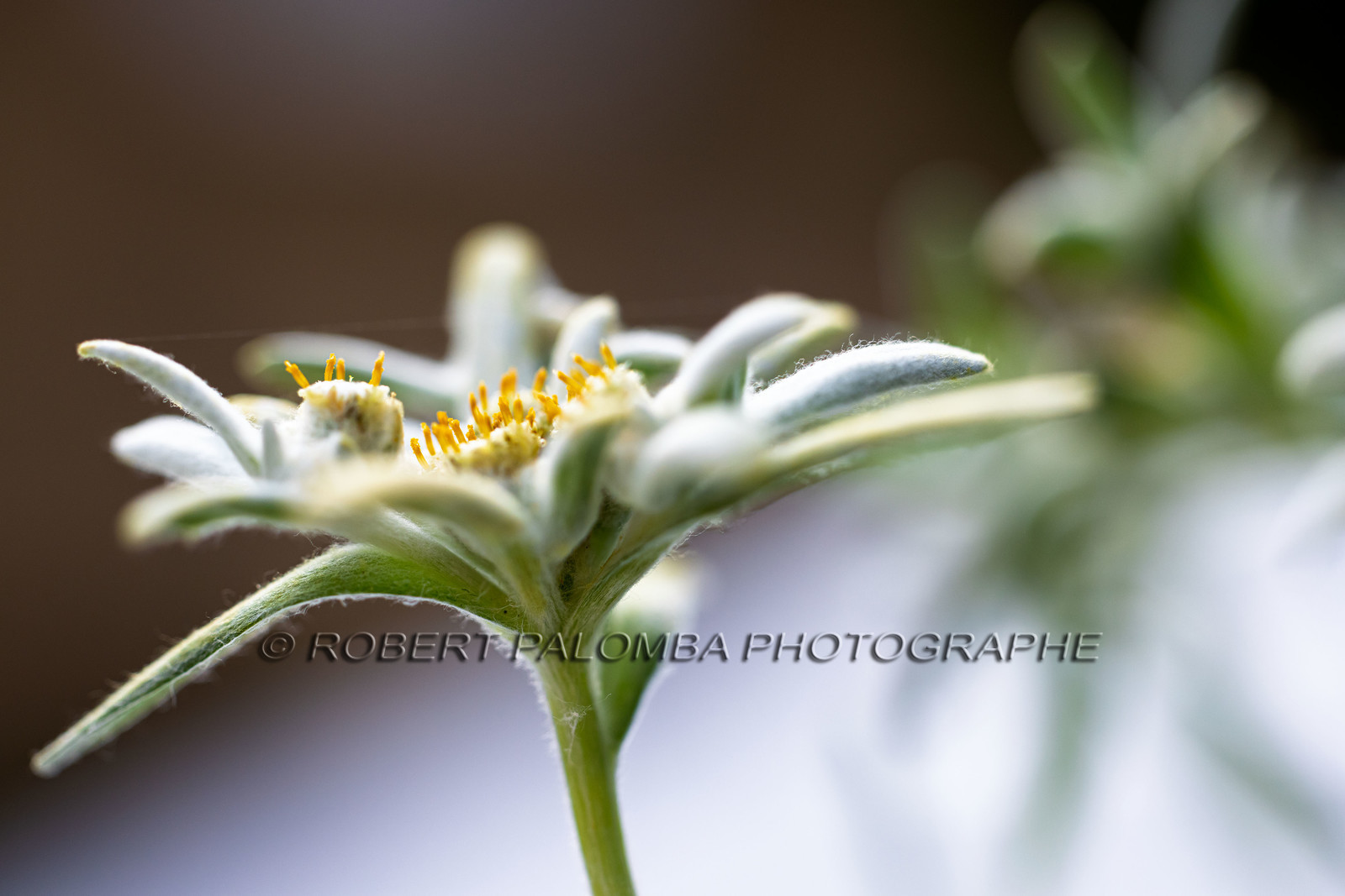 Edelweiss