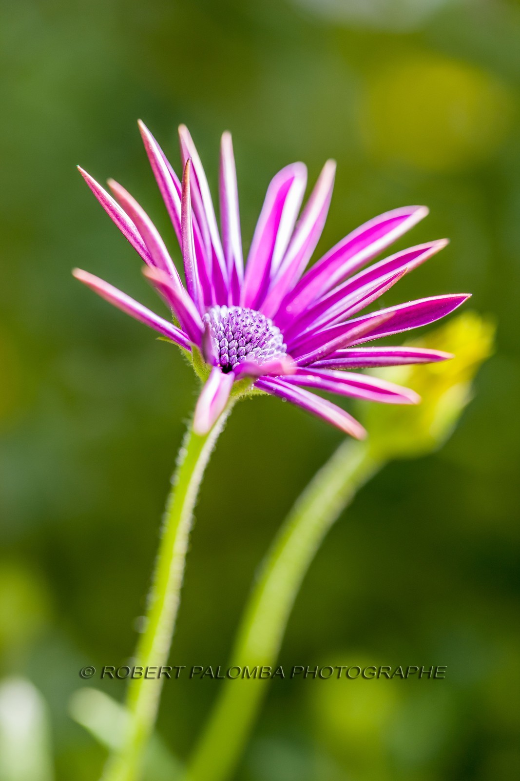 Marguerite, Leucanthemum vulgare Marguerite, Leucanthemum vulgare