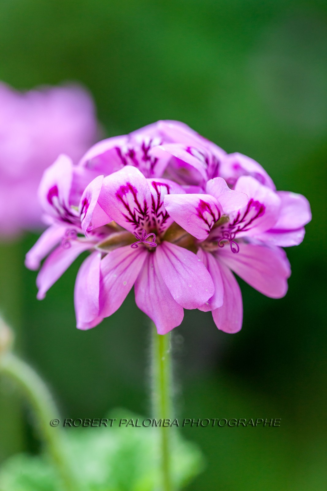 Flore Méditerranéenne Flore Méditerranéenne