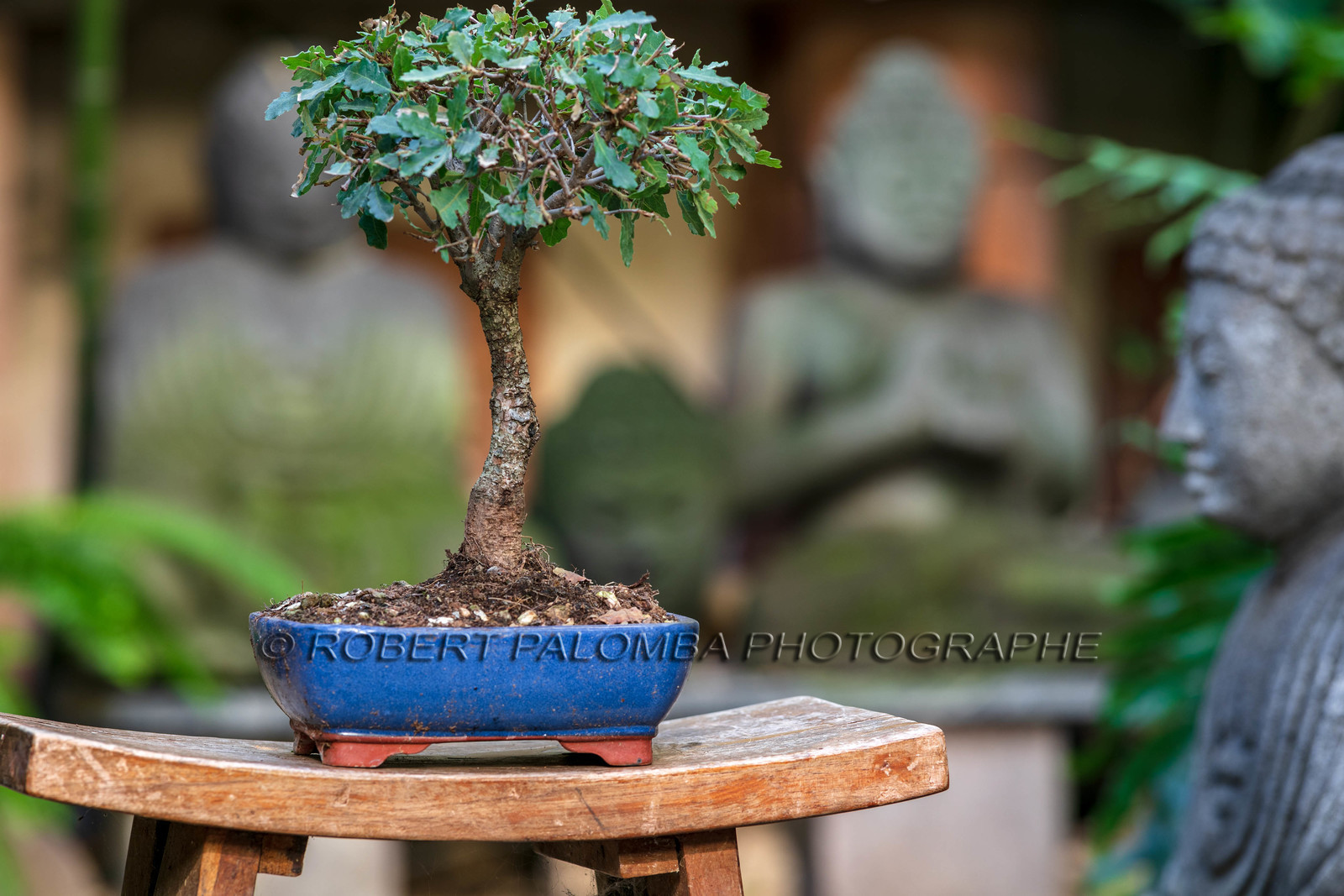 Bonsai