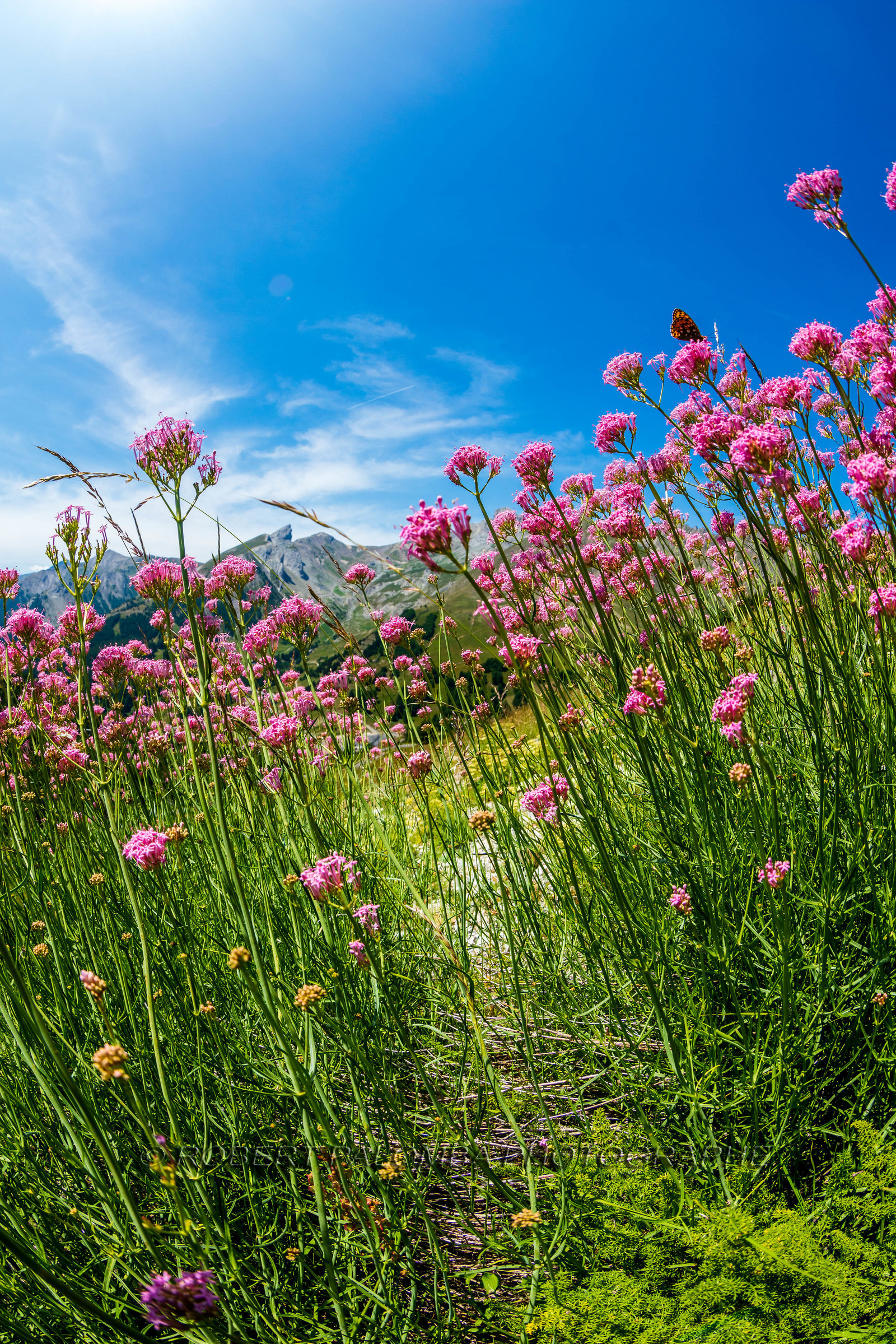 Alpes-de-Haute-Provence (04) Val d'Allos