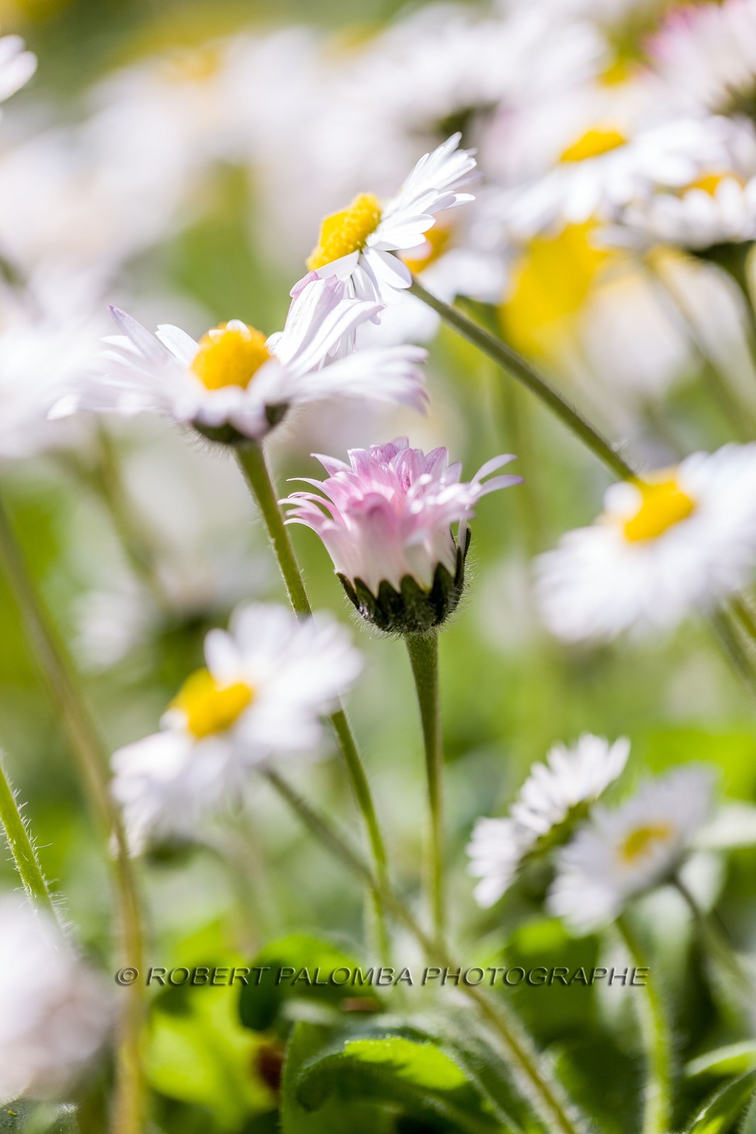 Marguerite, Leucanthemum vulgare Marguerite, Leucanthemum vulgare