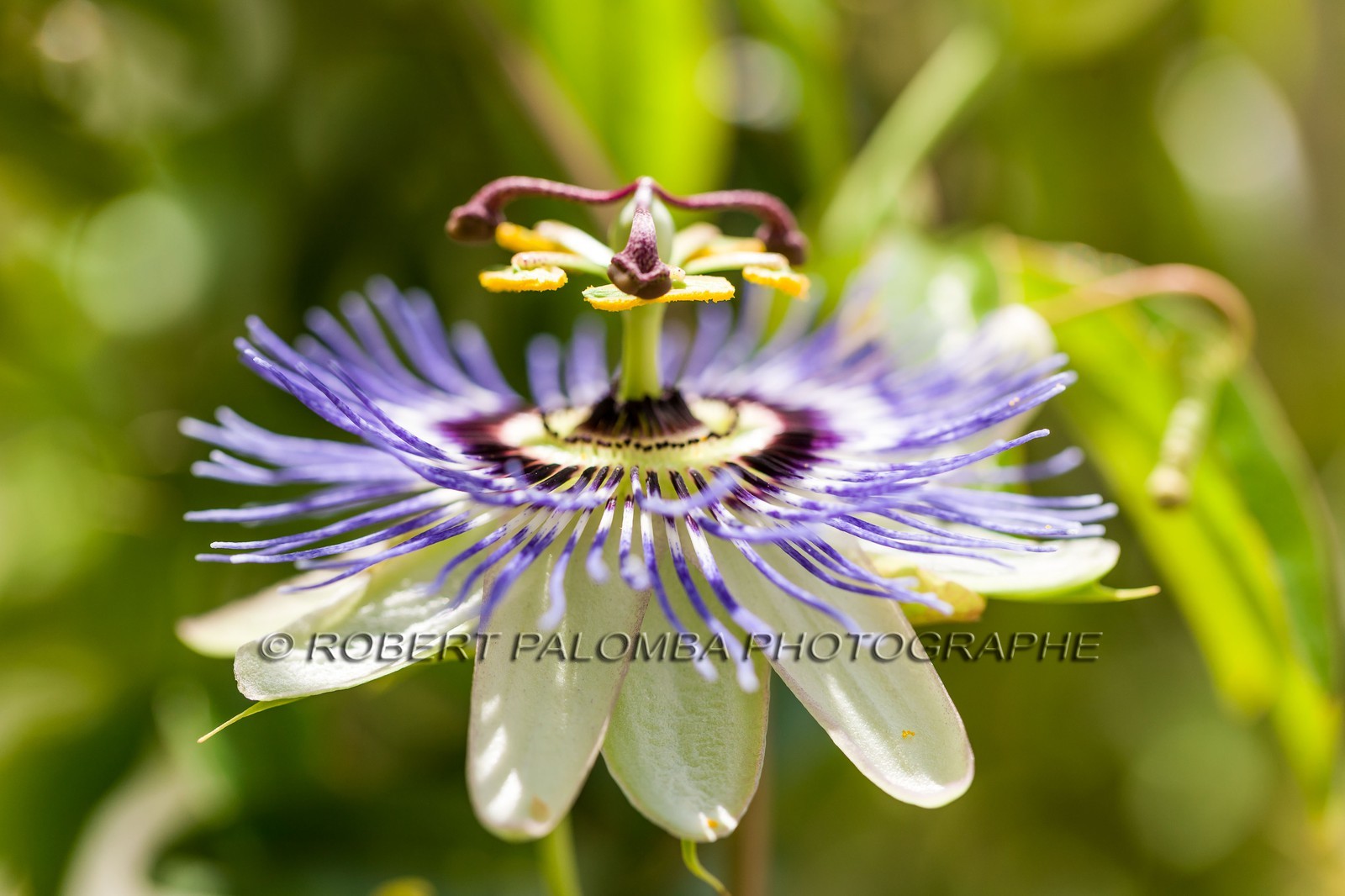 Flore méditerranéenne Flore méditerranéenne