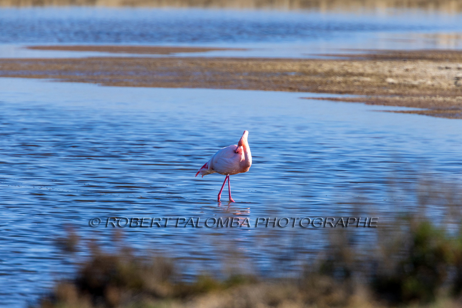 Flamant rose