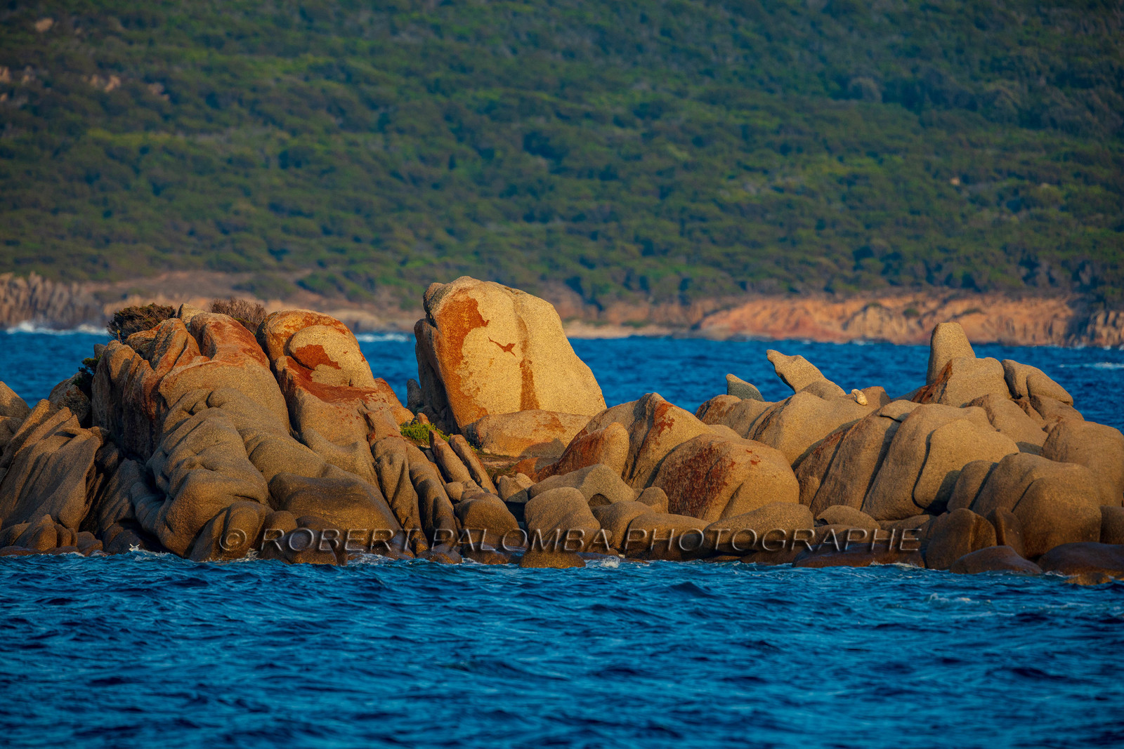 PianottoliCaldarello