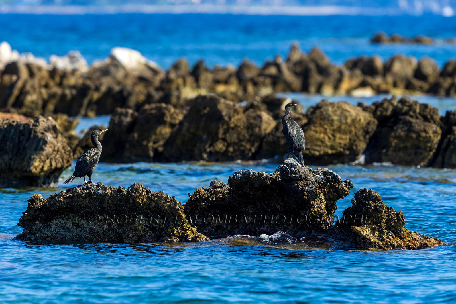 Cormoran huppé immature, Phalacrocorax aristotelis