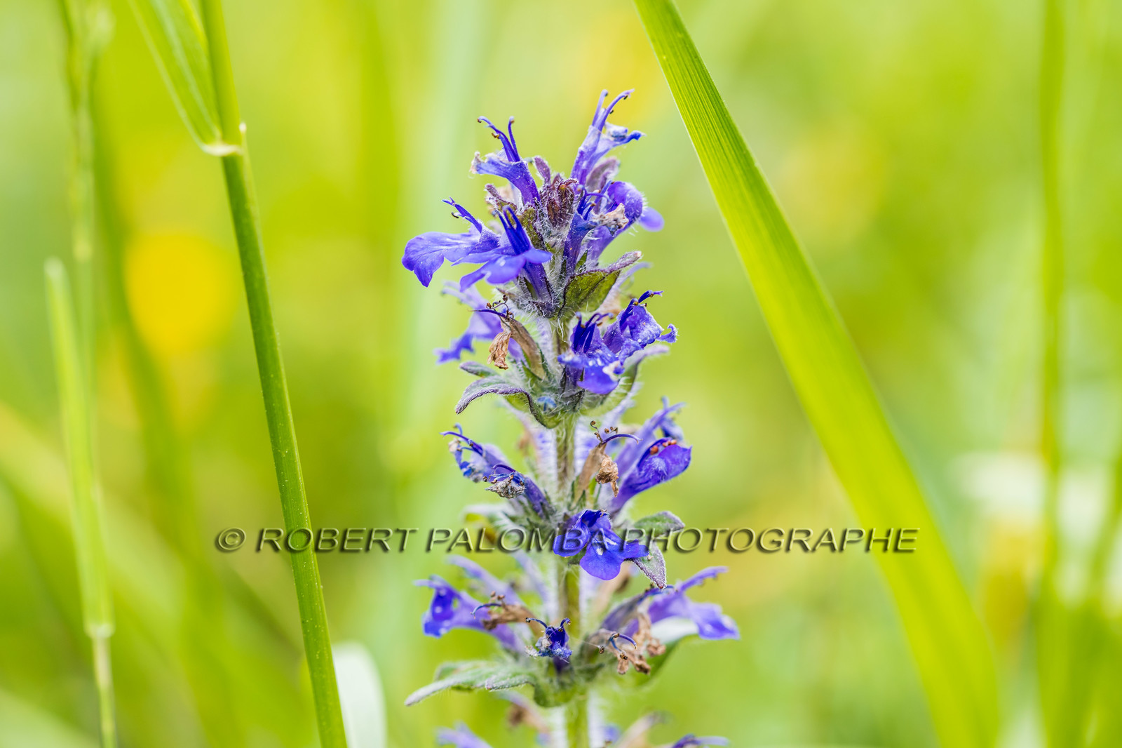 Flore alpine