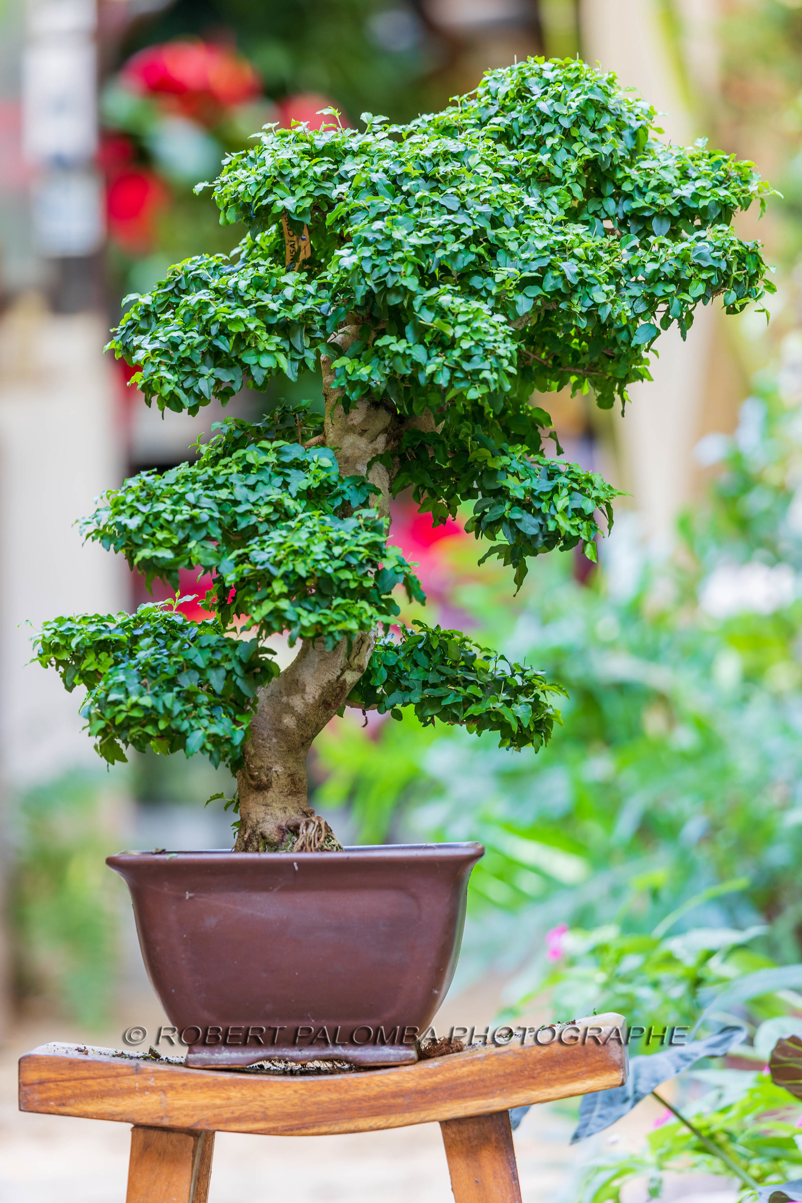 Bonsai Center