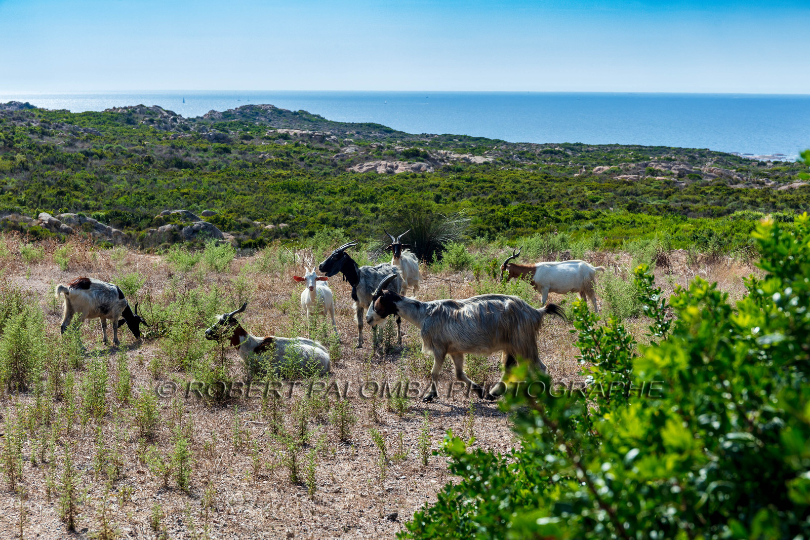 Faune corse
