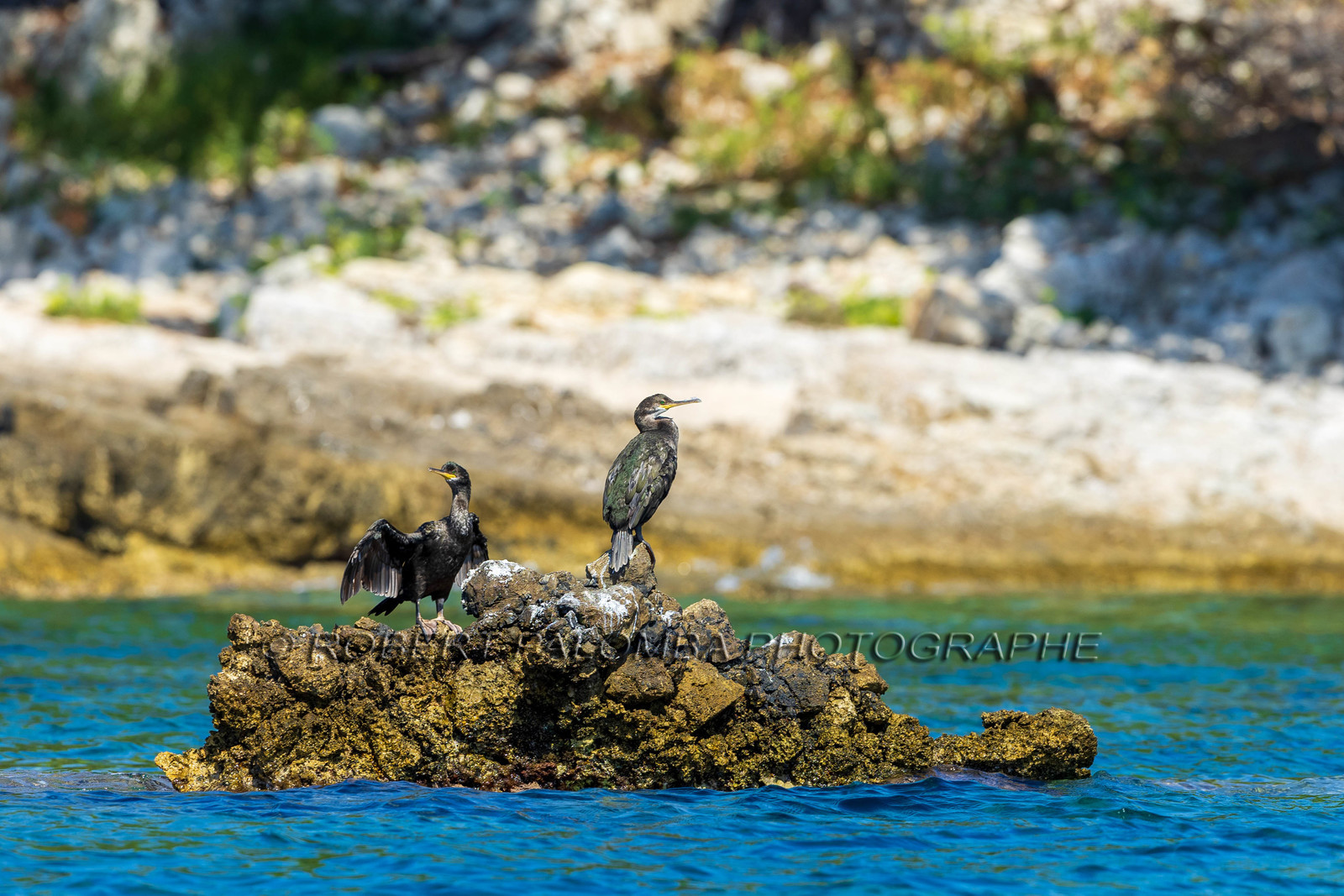 Cormoran huppé immature, Phalacrocorax aristotelis