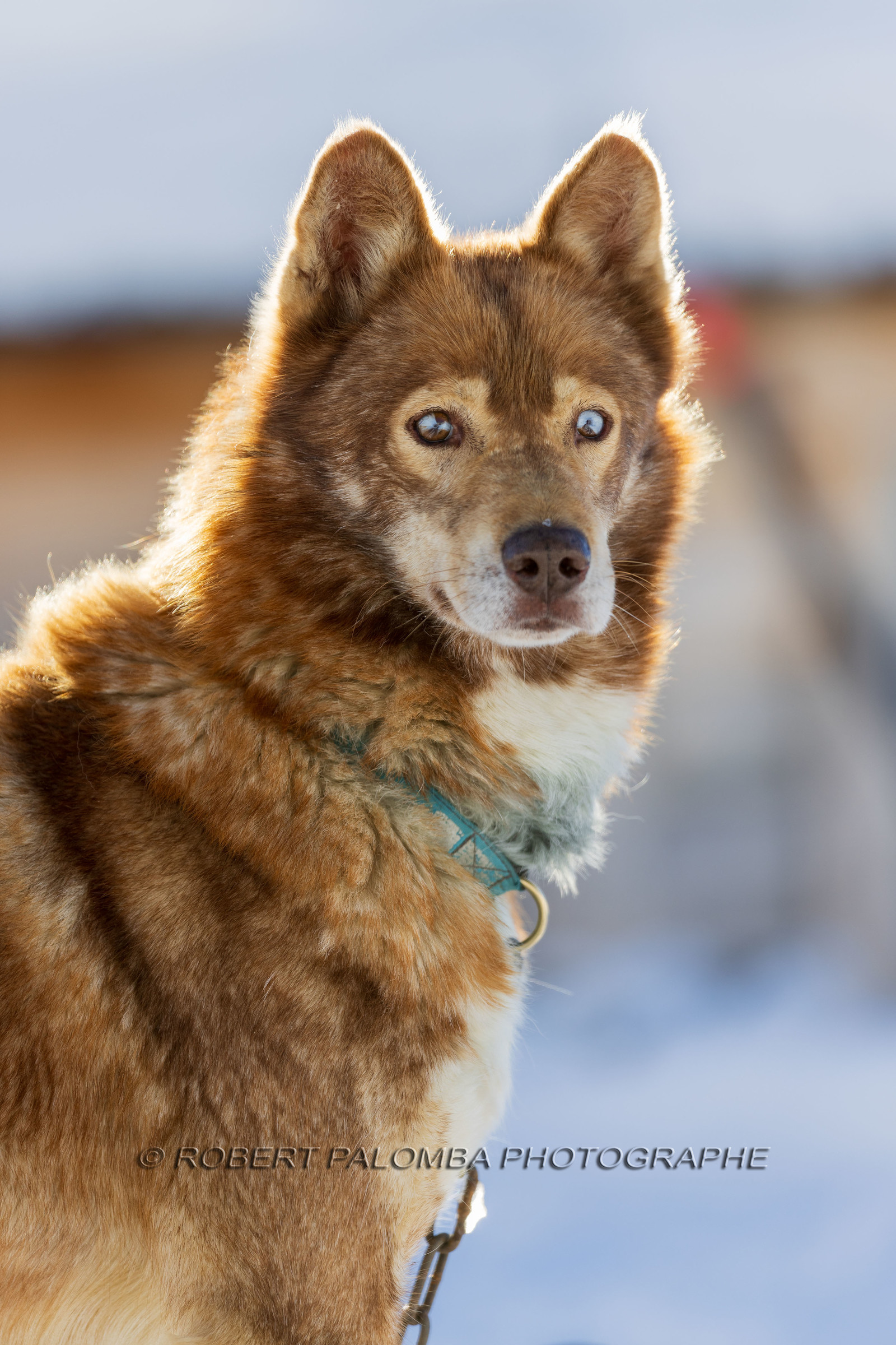Chien de traineau
