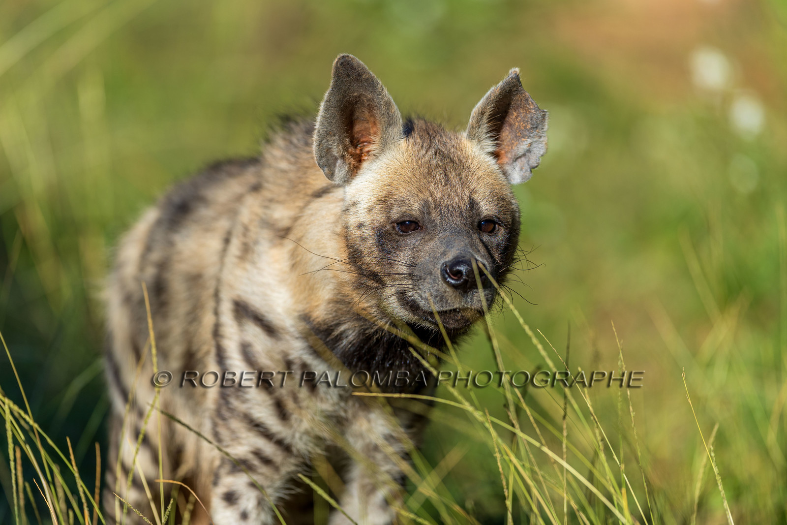 Parc animalier de la Barben