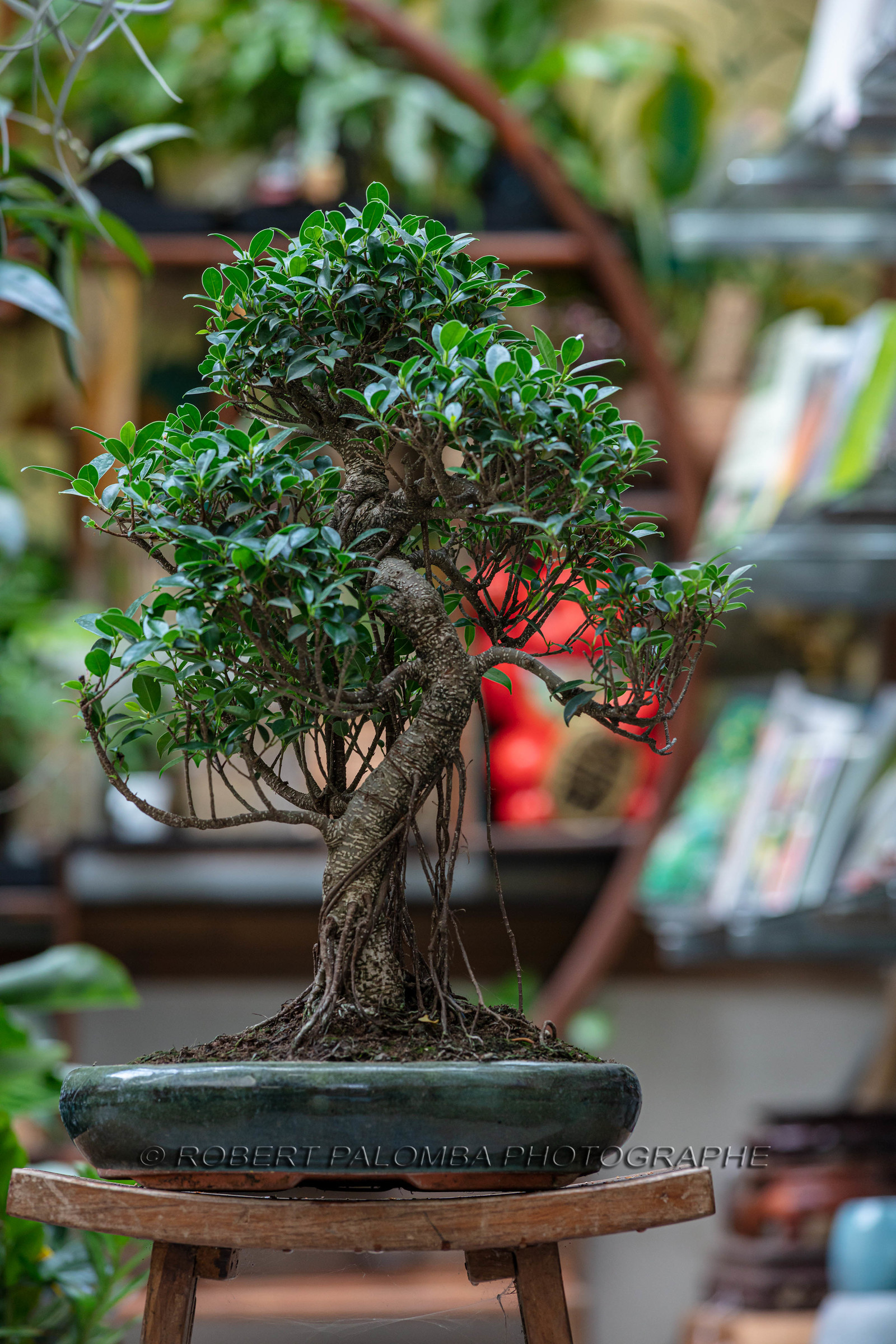 Bonsai