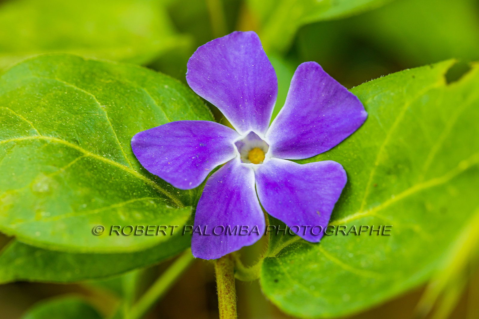 Flore