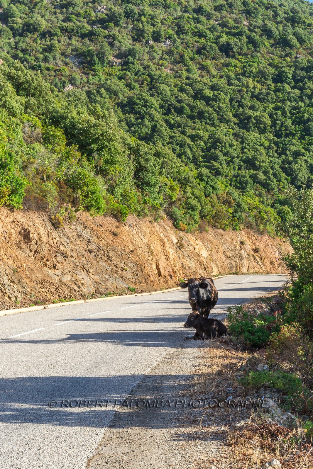 Vache corse