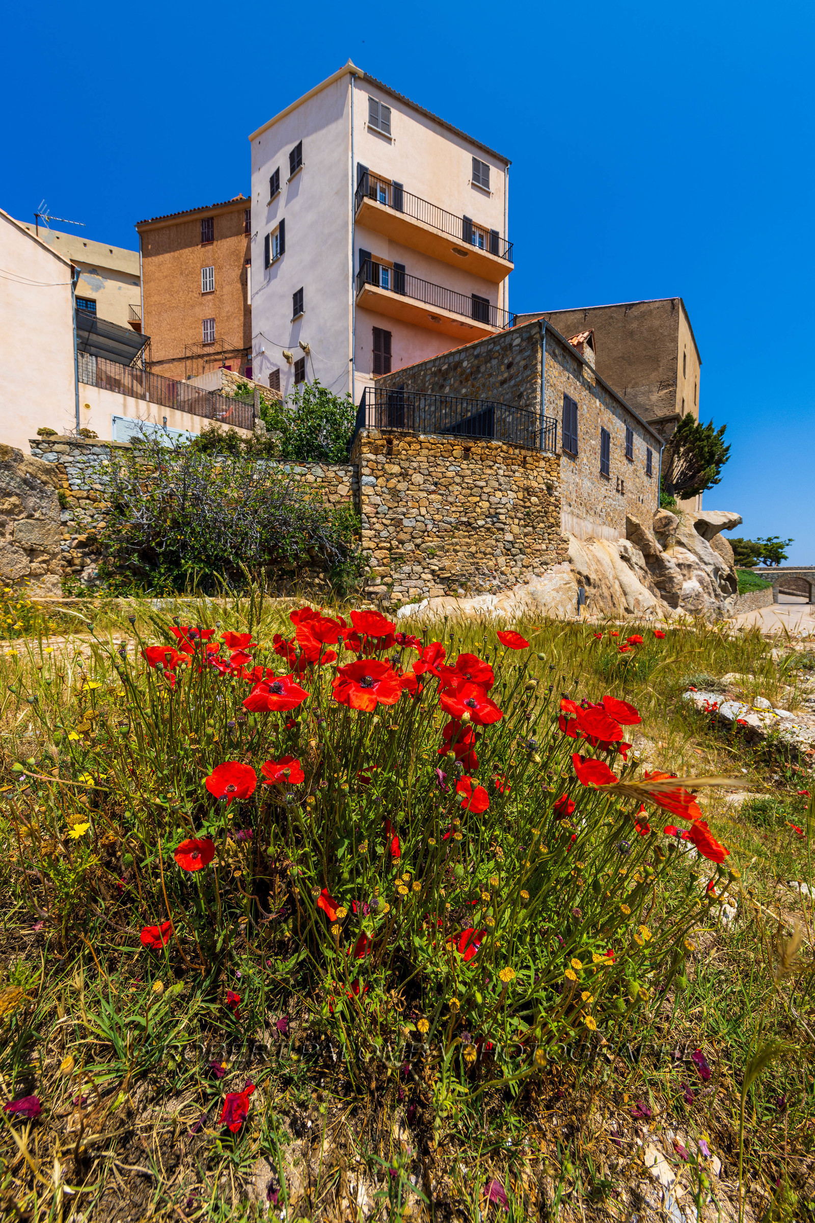 Calvi
