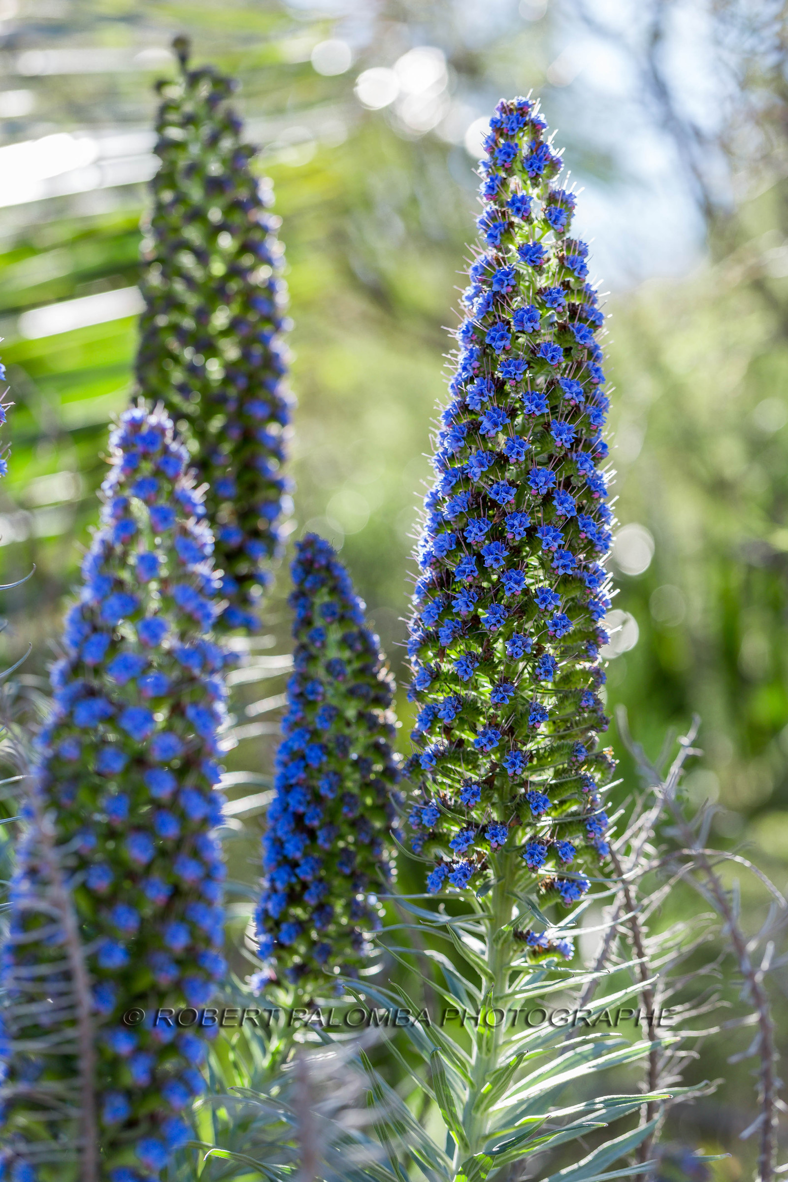 Flore Méditerranéenne