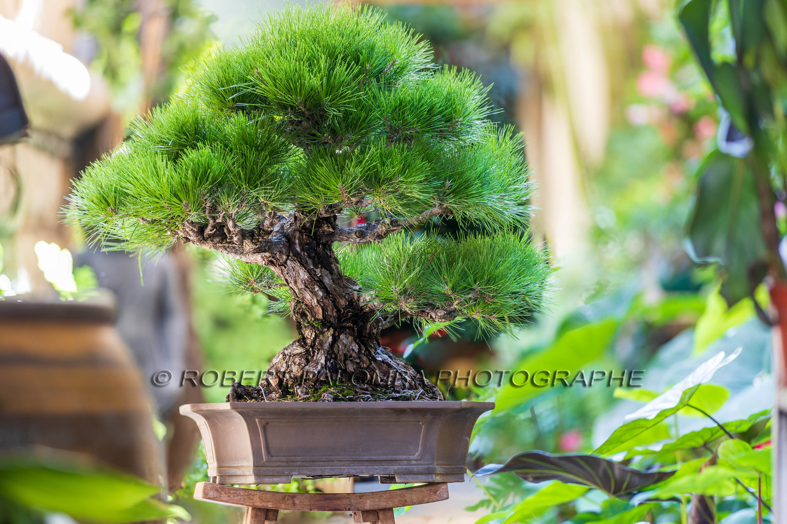Bonsai Center