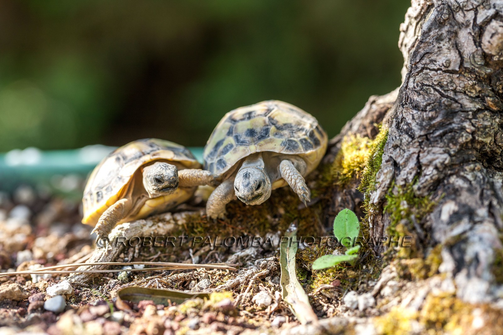 Tortue d'Hermann,Testudo hermanni Tortue d'Hermann,Testudo hermanni