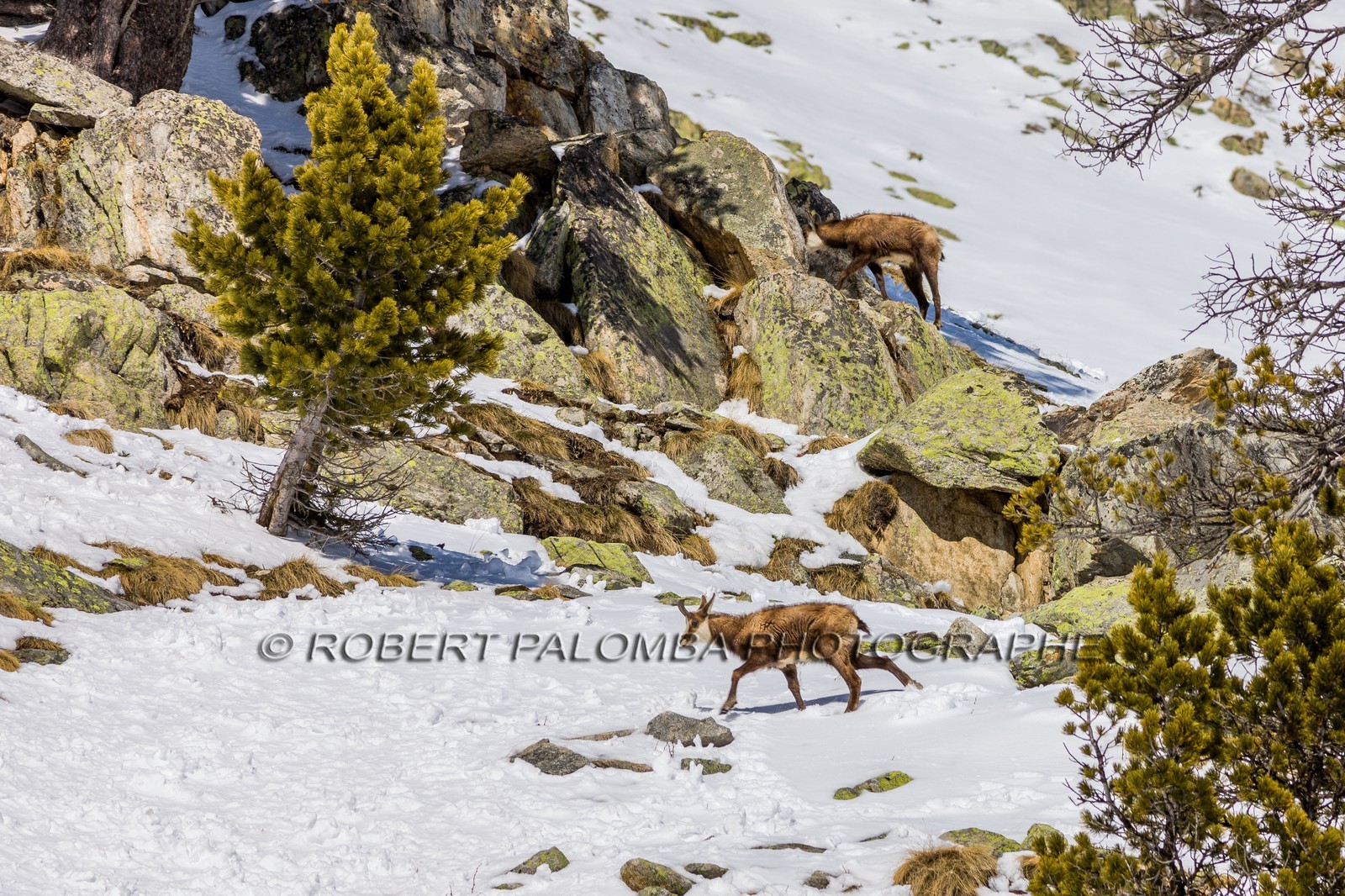 Chamois