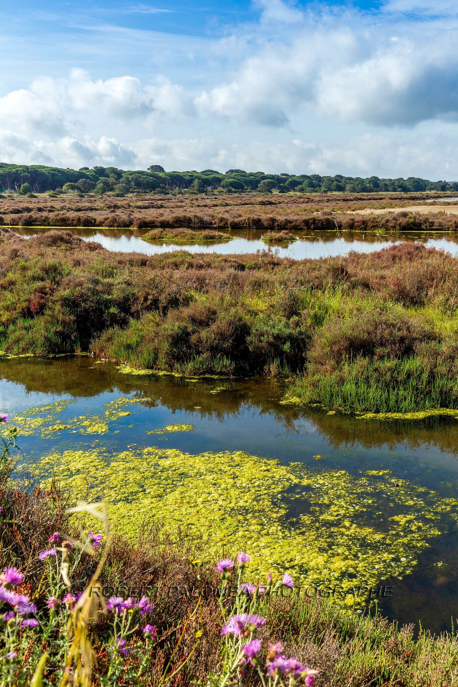 Salins d'Hyères
