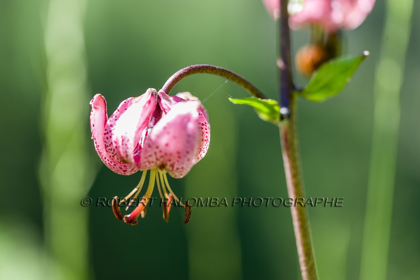 Flore Alpine, Lis martagon, Lilium martagon.