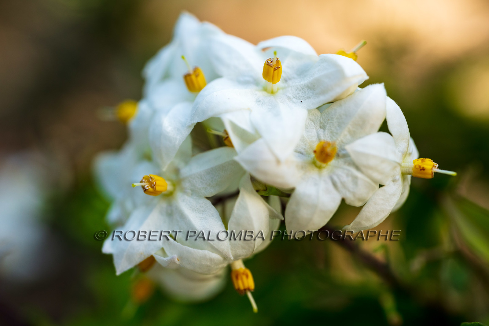 Flore corse