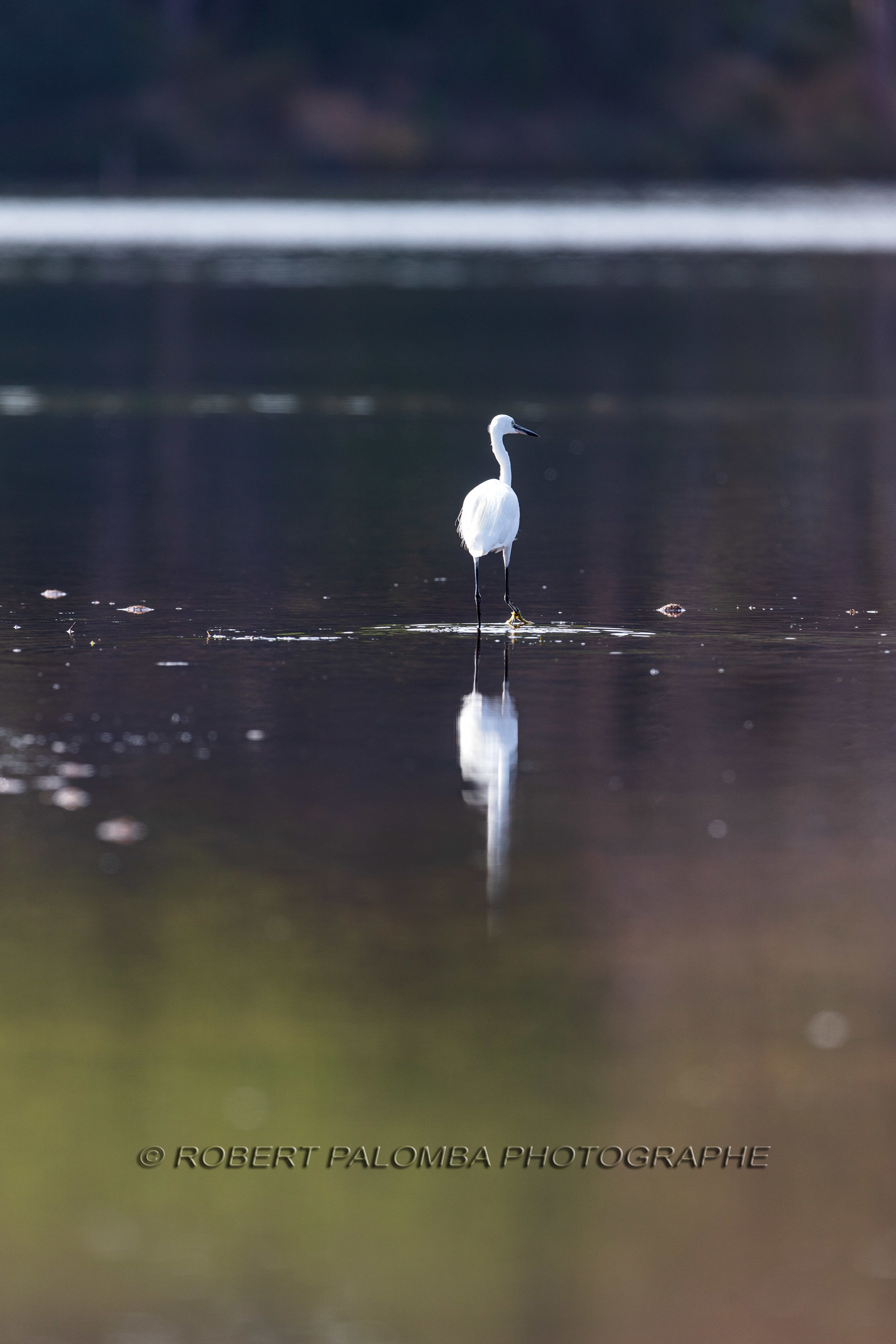 Grande Aigrette