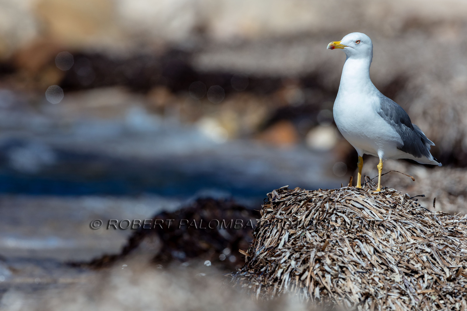 Mouette