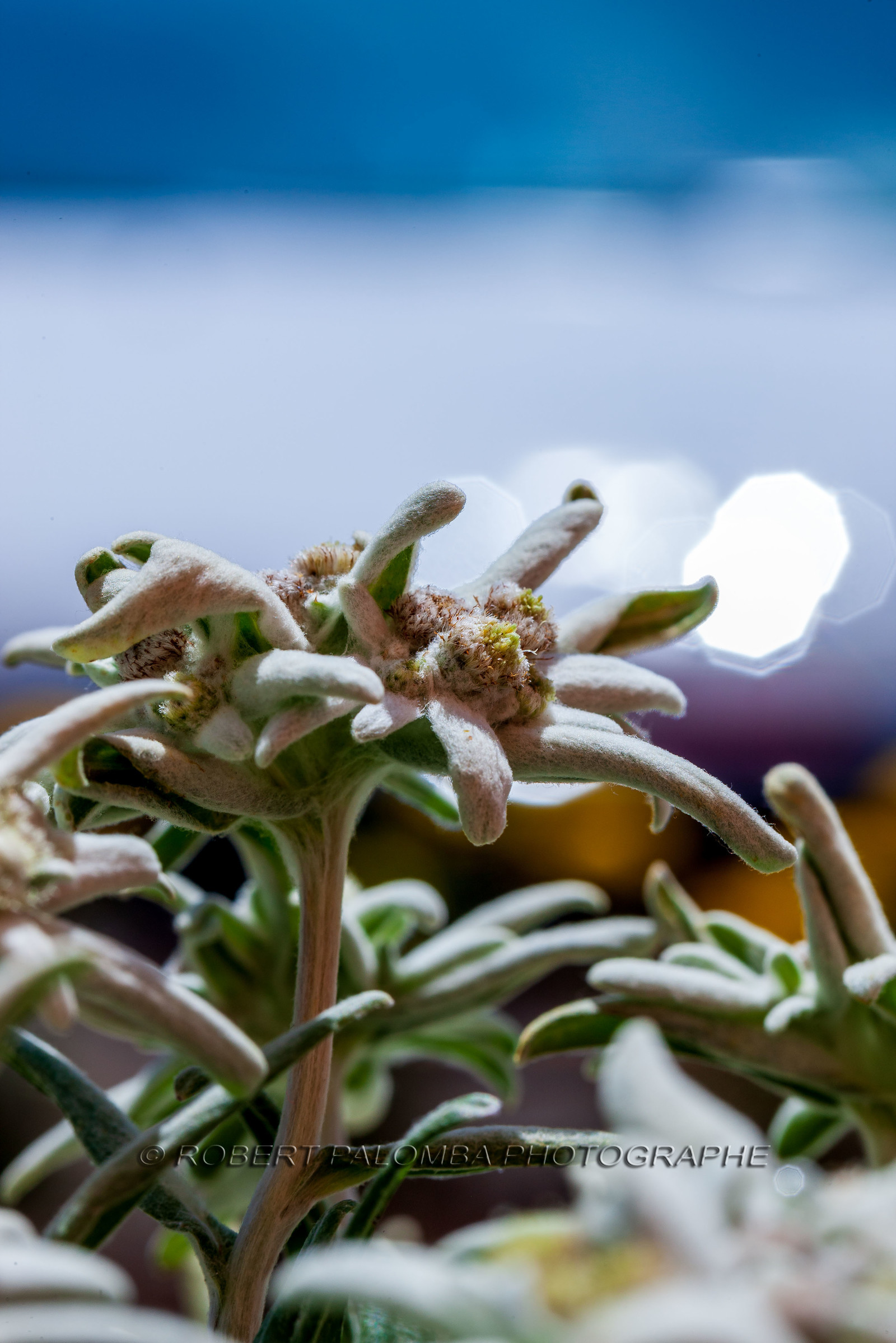 Alpes-de-Haute-Provence (04) Val d'Allos