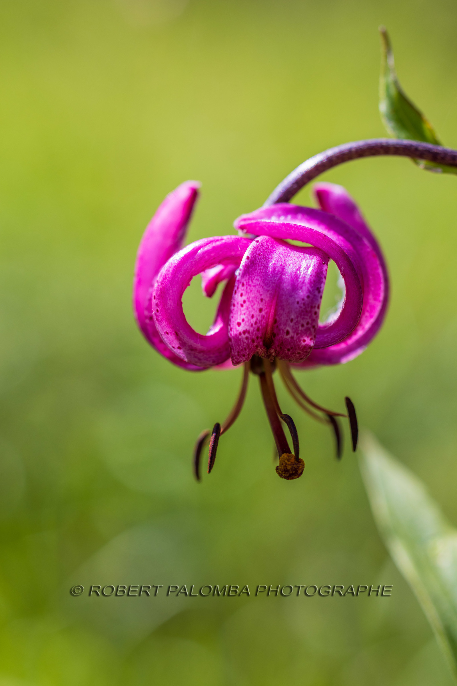 Lys Martagon