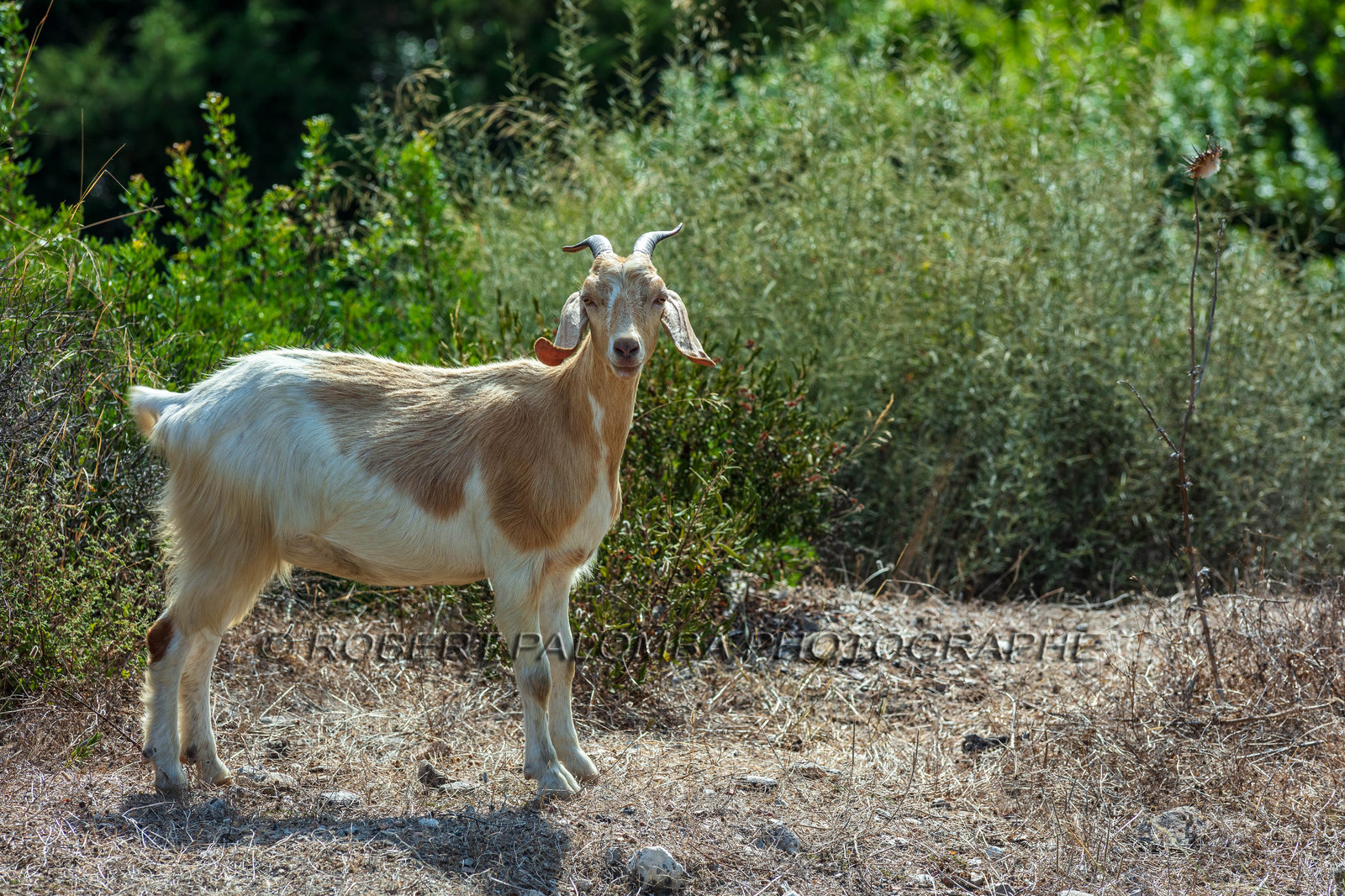 Faune corse