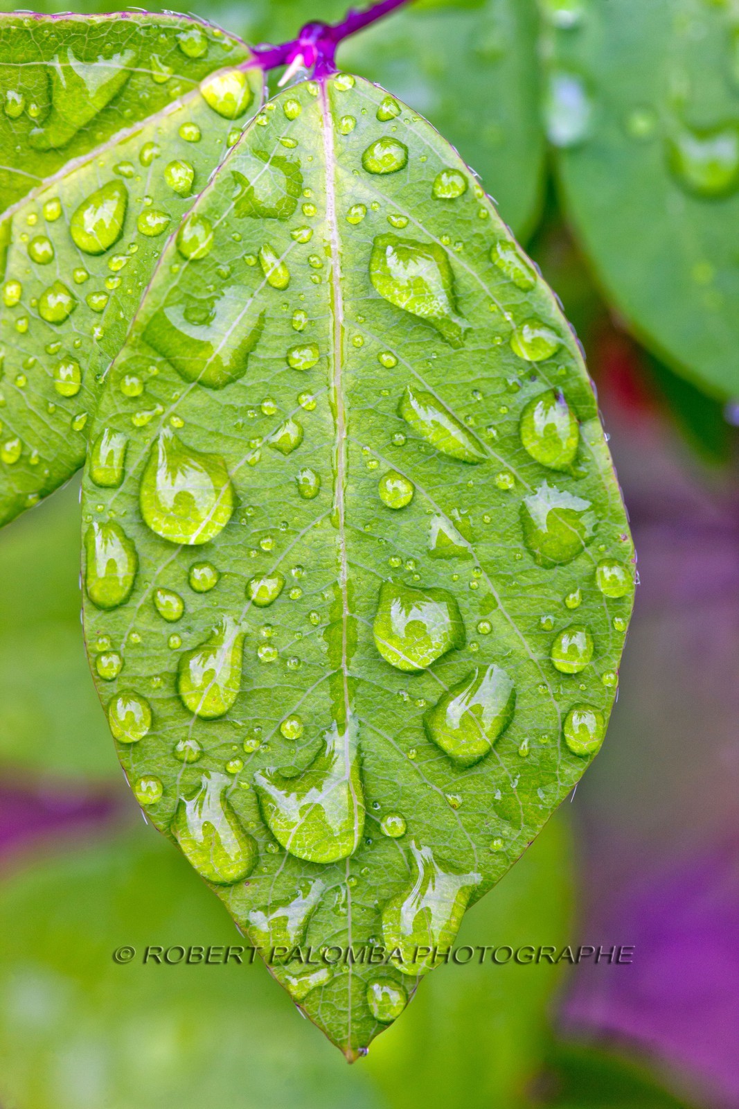 Chèvrefeuille, Lonicera Chèvrefeuille, Lonicera