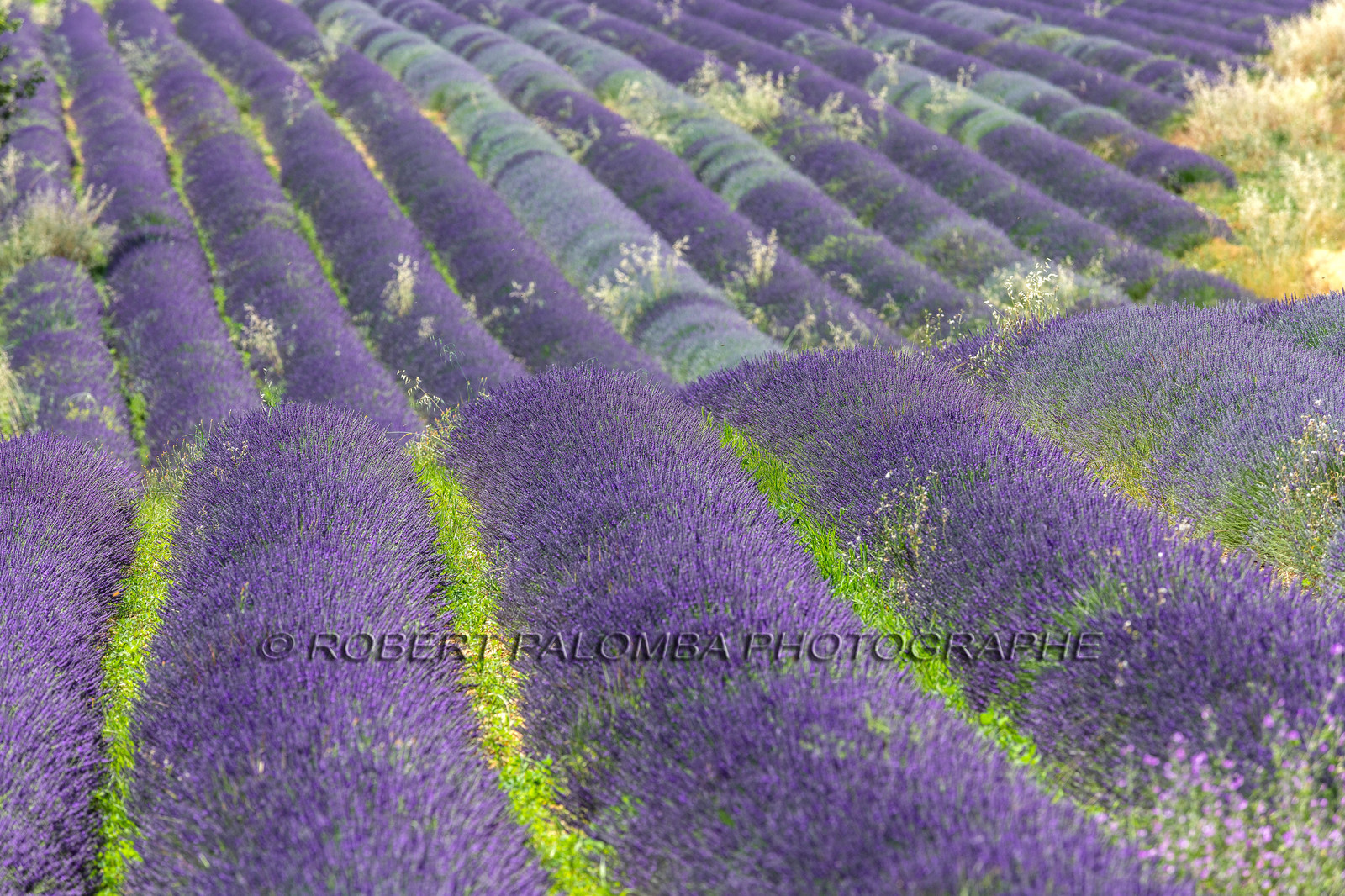 Lavande, Lavandula