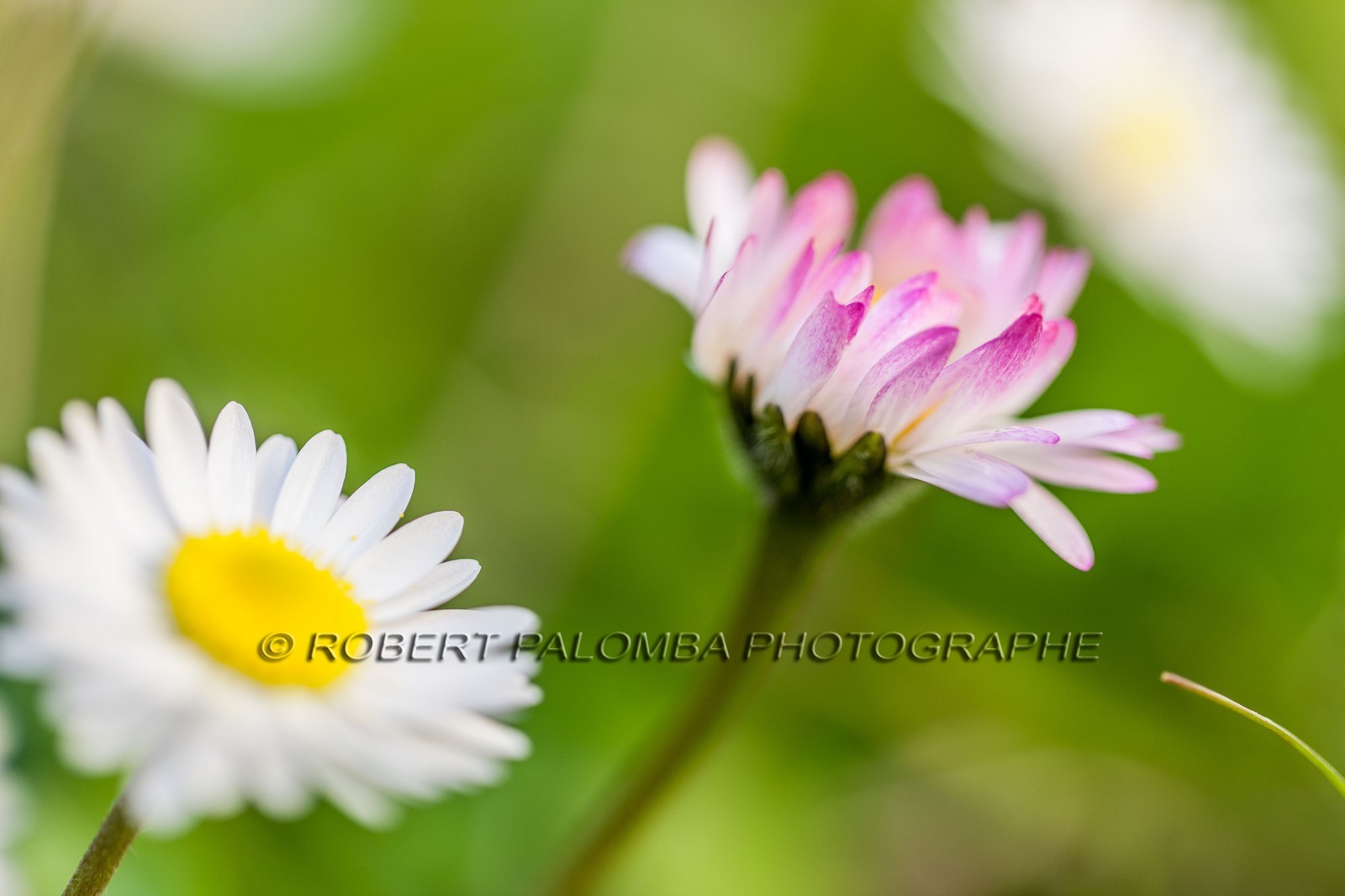 Marguerite, Leucanthemum vulgare Marguerite, Leucanthemum vulgare