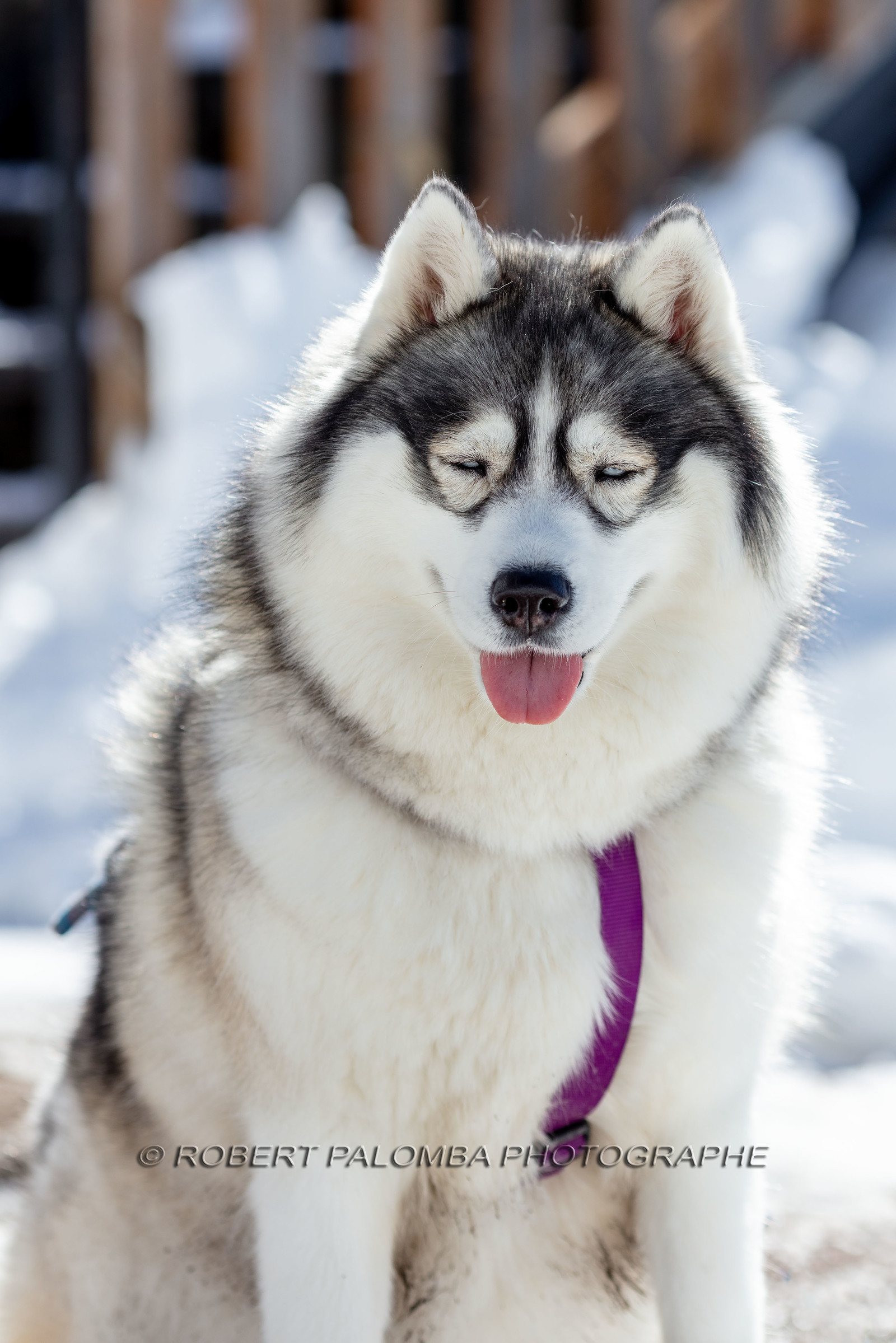 Husky