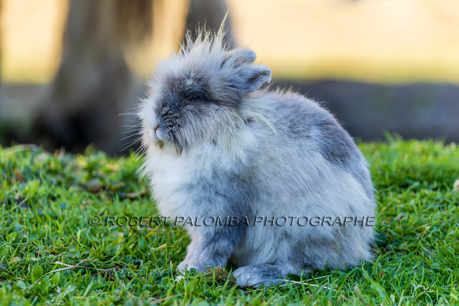 Lapin