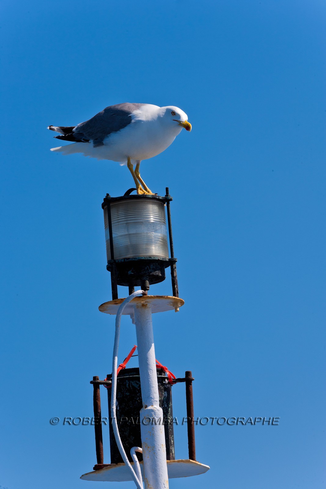 Mouette