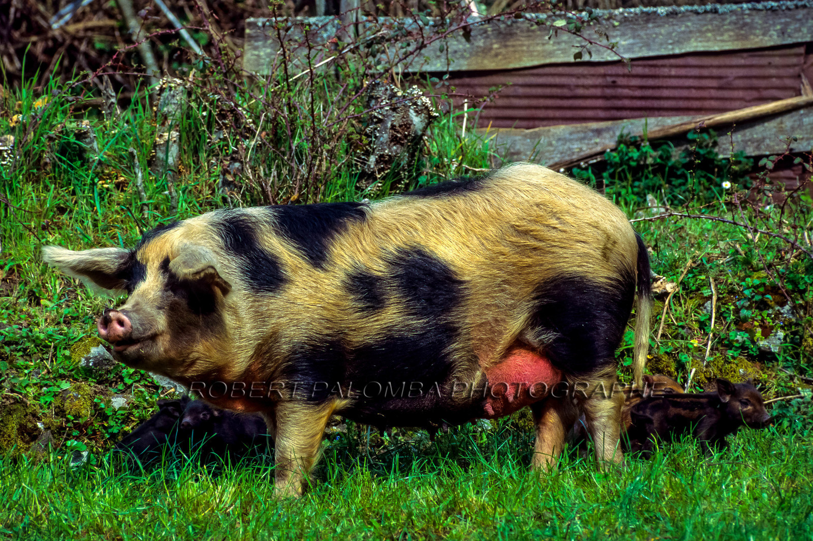Faune corse