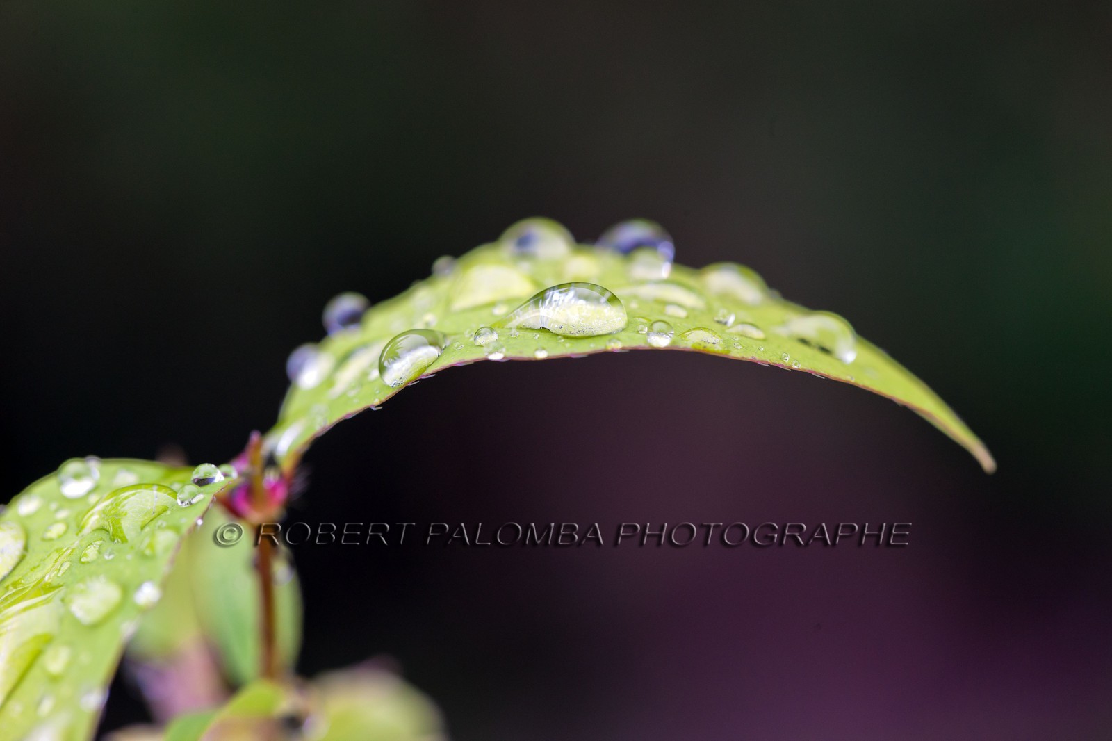Chèvrefeuille, Lonicera Chèvrefeuille, Lonicera