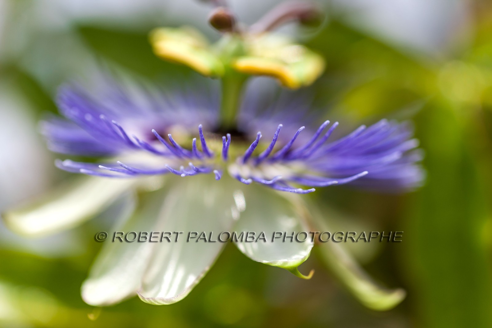 Flore méditerranéenne Flore méditerranéenne