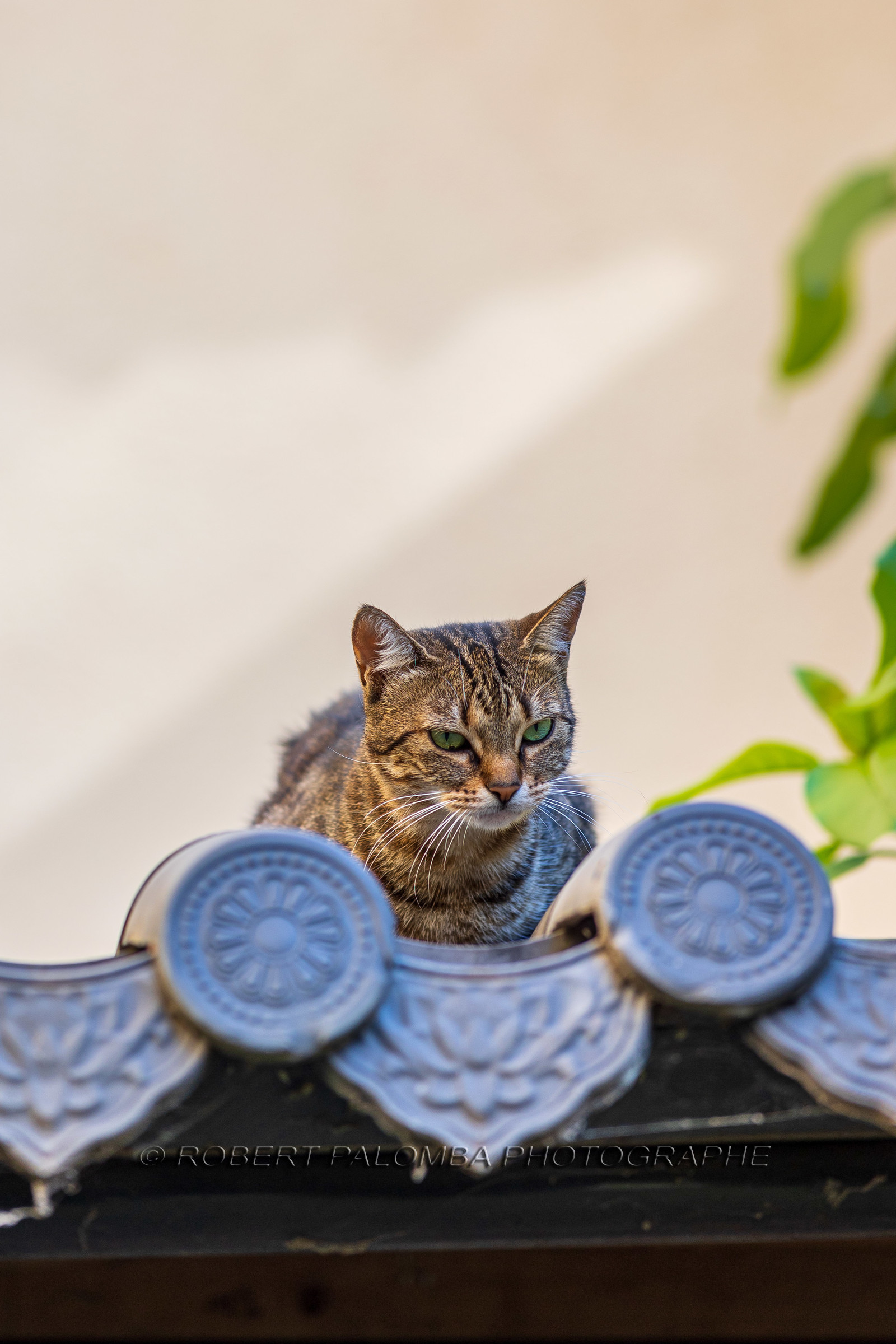 Bonsai