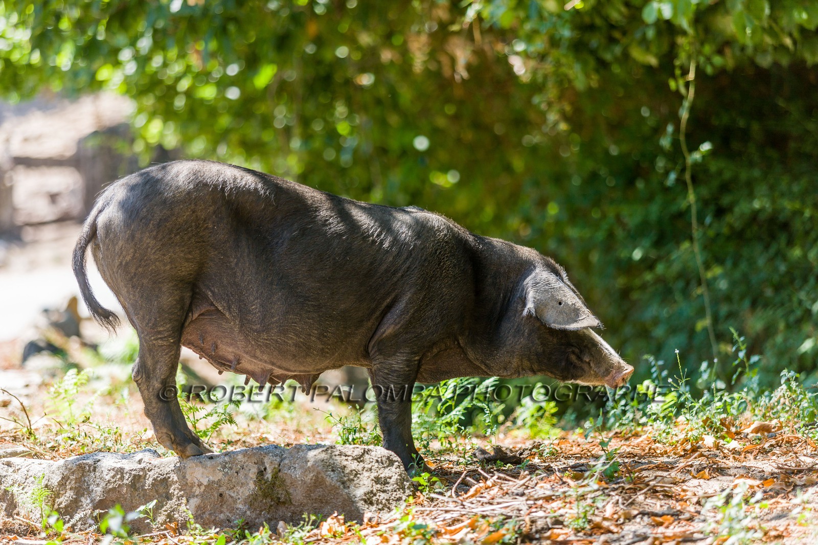 Cochon corse