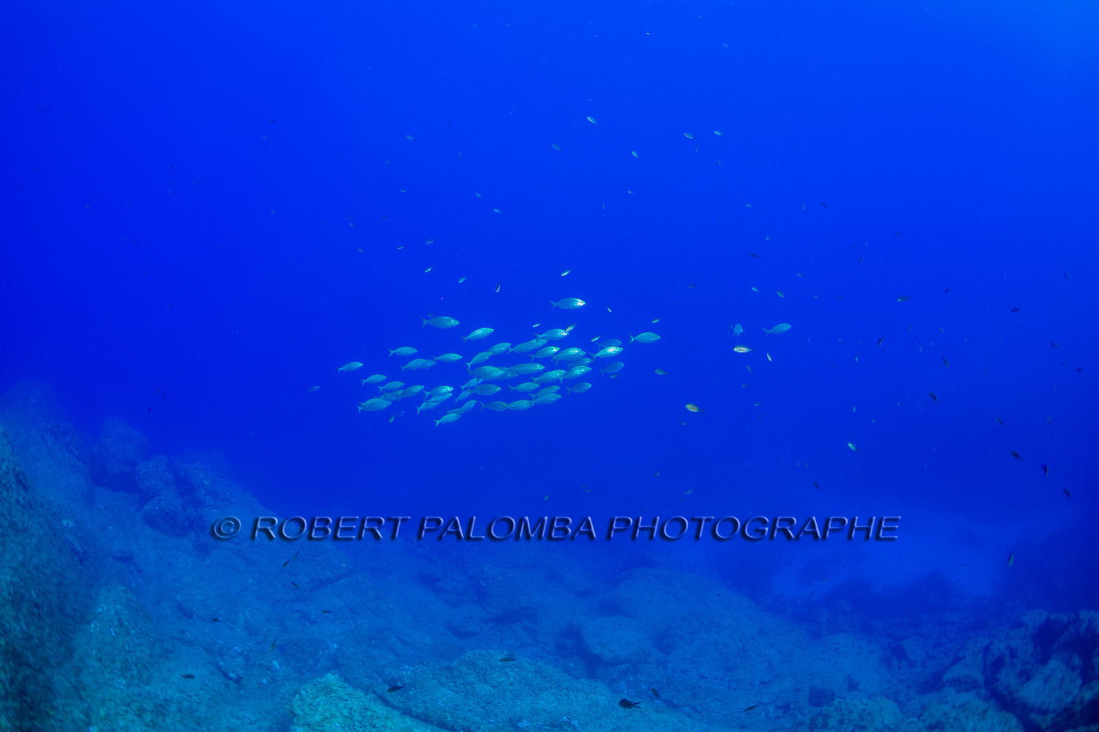 Plongée-sous-marine