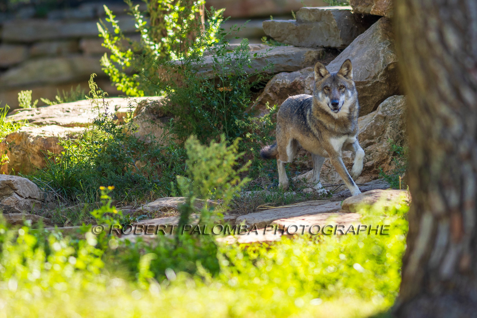Parc animalier de la Barben